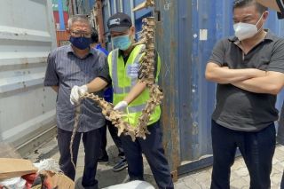Hải quan TP. Hồ Chí Minh phát hiện lô hàng động vật nghi nhập lậu