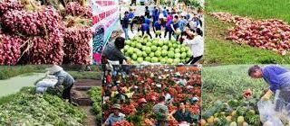 Hướng đi cho nông sản Việt, vì sao "được mùa nhưng mất giá"