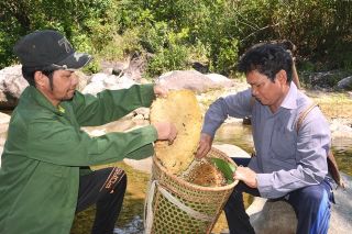 Trải nghiệm, khám phá mật ong hoa quế Trà Bồng