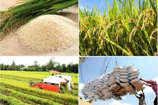 Giá chào bán gạo xuất khẩu neo ở mức cao có phải là thời cơ cho gạo Việt Nam?