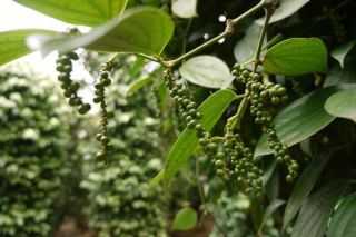 Giá tiêu hôm nay 16/10: Các vùng trồng trọng điểm duy trì ổn định sau phiên điều chỉnh giảm