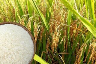 Việt Nam dự kiến xuất khẩu 6,5 – 6,7 triệu tấn vào năm 2022, tăng 5% - 8%