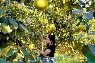 Thương hiệu bưởi Phúc Trạch: Khát vọng vươn xa