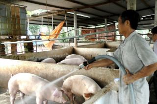 Giá heo hơi hôm nay 05/12: Dao động từ 50.000 - 55.000 đồng/kg