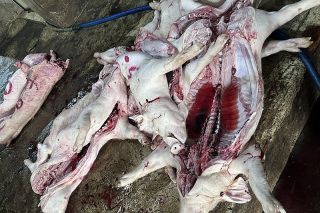 Phát hiện cơ sở thu mua lợn chết về giết mổ rồi bán ra thị trường