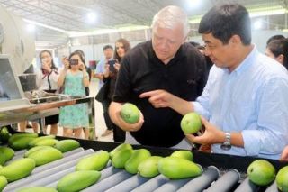 Việt Nam là thị trường lớn thứ ba cung cấp xoài cho Hàn Quốc