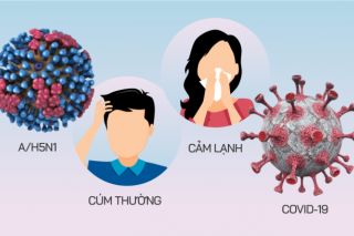 Cần Thơ tăng cường giám sát cúm A (H5N1) và bệnh viêm phổi nặng do virus
