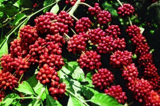 Giá cà phê hôm nay 9/4: Tăng 1.000 đồng/kg