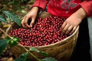 Giá cà phê hôm nay 10/6: Giá thị trường trong nước tăng kỷ lục 65.000 đồng/kg