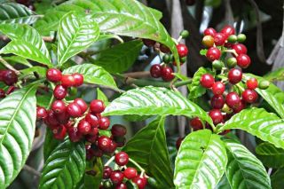 Giá cà phê hôm nay 24/6: Tiếp tục tăng 300 đồng/kg