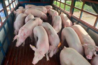 Giá heo hơi hôm nay ngày 30/7: Mức cao nhất 62.000 đồng/kg