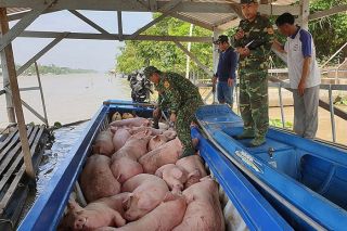 Đồng Tháp: Xử lý nghiêm các trường hợp buôn bán, vận chuyển trái phép lợn qua biên giới