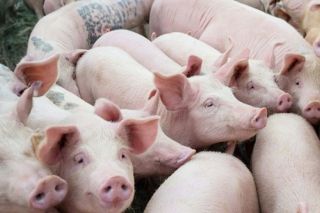 Giá heo hơi hôm nay 7/10: Giảm trên diện rộng, cao nhất 54.000 đồng/kg