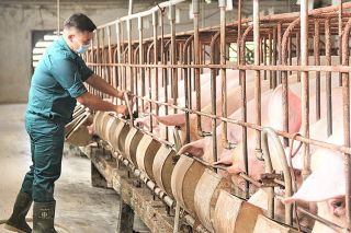 Giá heo hơi hôm nay 13/10: Đồng loạt giảm, cao nhất 53.000 đồng/kg