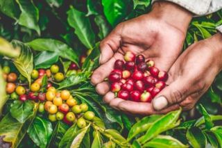 Giá cà phê hôm nay 18/10: Duy trì đà tăng nhẹ