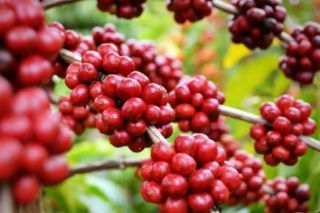 Giá cà phê hôm nay 13/11: Đi ngang, cao nhất 58.300 đồng/kg