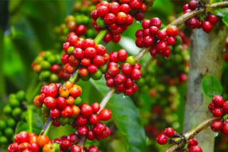 Giá cà phê hôm nay 23/12: Giá cà phê trong nước tăng mạnh