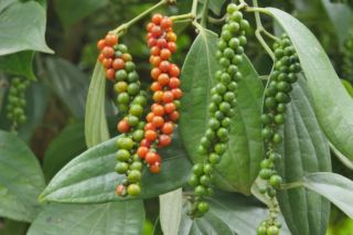 Giá tiêu hôm nay 17/1: Đồng loạt tăng 500 đồng/kg