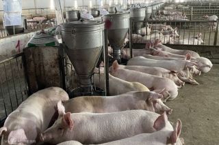 Giá heo hơi hôm nay 2/2: Giảm từ 1000 - 3000 đồng/kg