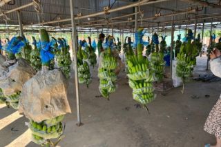Con gái ông Đoàn Nguyên Đức muốn bán ra 2 triệu cổ phiếu Hoàng Anh Gia Lai (HAG)