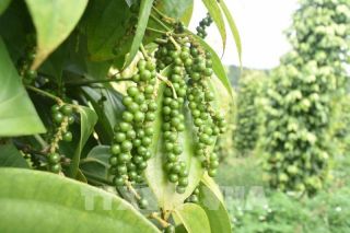 Giá tiêu hôm nay 25/5: Khu vực Tây Nguyên và Đông Nam Bộ tăng đồng loạt 1.000 đồng/kg