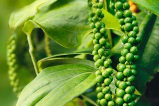 Giá tiêu hôm nay 7/2: Chạm mốc 84.000 đồng/kg