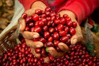 Giá cà phê hôm nay 14/4: Cao nhất 125.000 đồng/kg