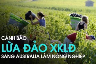 Ngăn chặn tình trạng lừa đảo đưa lao động Việt Nam qua Australia làm việc trong ngành nông nghiệp