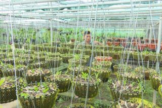 Khát vọng khởi nghiệp từ niềm đam mê của Vườn lan Dũng Long