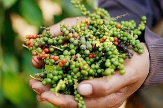 Giá tiêu hôm nay 17/7: Giảm mạnh 2,000 đồng/kg