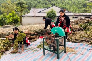 Thảo dược người Dao Triệu Minh - Sự kết hợp hoàn hảo giữa truyền thống và hiện đại