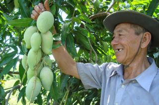 Tiền Giang xử lý nghiêm vi phạm về mã số vùng trồng, cơ sở đóng gói trái cây xuất khẩu
