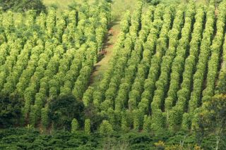 Giá tiêu hôm nay 19/1: Ổn định, dao động trong khoảng 145.000 - 146.000 đồng/kg