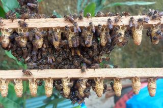 Kon Tum phát triển bền vững ngành Ong đến năm 2030
