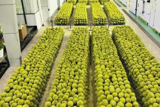 Giá sầu riêng hôm nay 24/10: Thị trường nối tiếp đà tăng, Ri6 A, B tăng mạnh