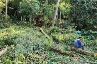 Vụ chặt phá rừng đặc dụng tại Thanh Hóa: Vẫn chưa có hướng xử lý các bên liên quan