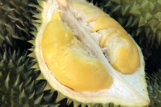 Giá sầu riêng hôm nay 17/11: Sầu Thái, Ri6 giảm