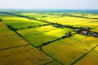 Hải Dương chuyển đổi hơn 433 ha đất trồng lúa năm 2025
