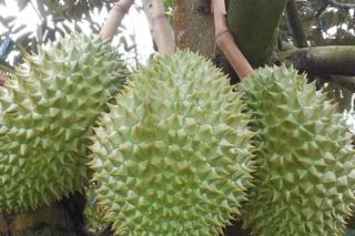Giá sầu riêng hôm nay 8/12: Thị trường tăng trở lại