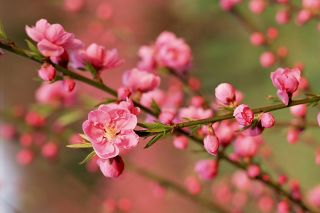 Thư Chúc Mừng Năm Mới
