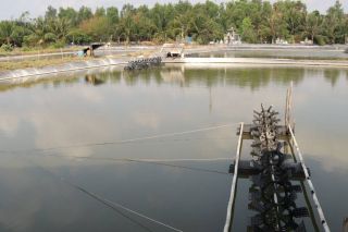 Long An: Chủ động các giải pháp phòng chống hạn hán, thiếu nước và xâm nhập mặn
