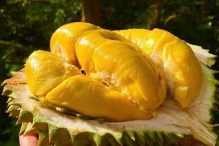 Giá sầu riêng hôm nay 3/4: Thị trường ổn định