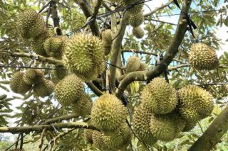 Giá sầu riêng hôm nay 12/4: Sầu Thái lao dốc