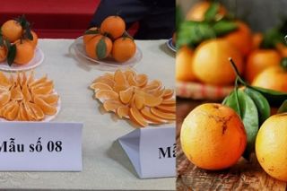Cam Lục Ngạn được bảo hộ chỉ dẫn địa lý
