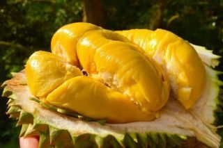Giá sầu riêng hôm nay 19/4: Sầu Thái A tăng 3.000 – 5.000 đồng/kg