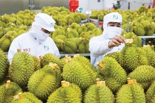 Sầu riêng miền Tây rớt giá vào vụ: Giá rớt thảm vì Trung Quốc "siết" kiểm tra?