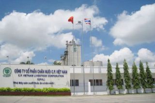 Công ty C.P. Việt Nam ra thông báo chính thức về thông tin bán heo “bẩn” ra thị trường