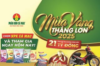 NPK Cà Mau 20-10-10: Chọn đúng, trúng mùa vàng