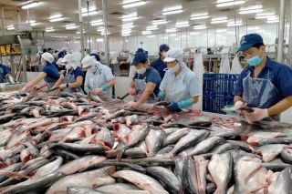 Xuất khẩu cá tra tăng 11% nửa đầu năm, Mỹ và Brazil trở thành động lực chính