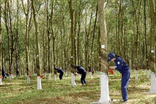 Lợi nhuận sau thuế của Đầu tư Cao su Đắk Lắk đạt 76,8 tỷ đồng trong 6 tháng đầu năm